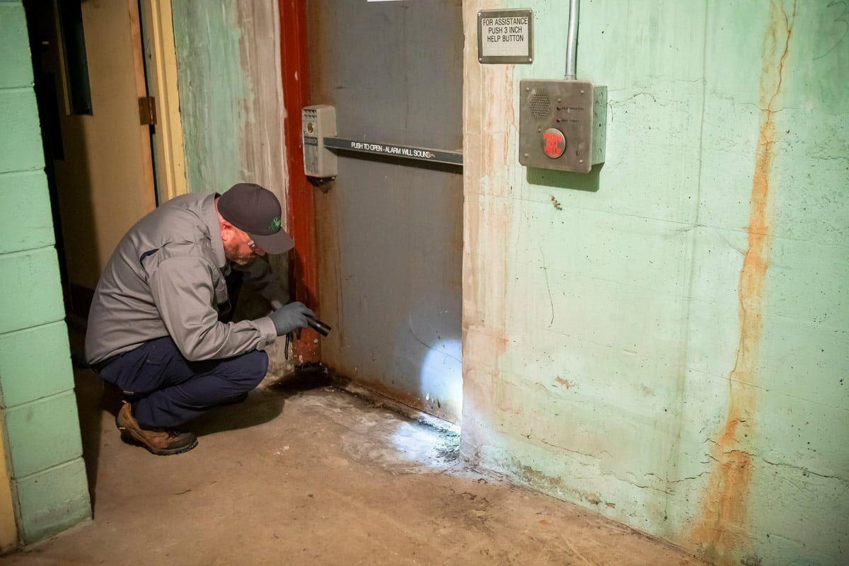 5 Signs You Have Mice in Your House Tips for Pennsylvania Homeowners